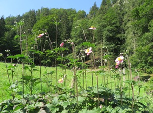 Ferienwohnungen Haus Waldwinkel Aschau Chiemgau | Aschau im Chiemgau