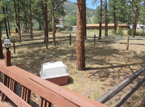 Ponderosa Pines | Ponderosa Pines