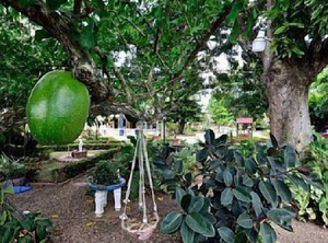 Sana El Jardin Secreto | Tamboril