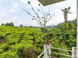 Holidays Chithirapuram Munnar | Chithirapuram