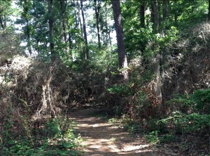 Tentrr State Park Site South Toledo | Anacoco