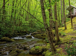 The Owl Perch | Robbinsville