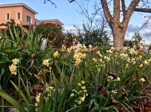 Trouzini Villa | Peyia Town
