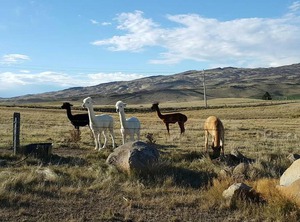 Tussock Waipiata | Waipiata