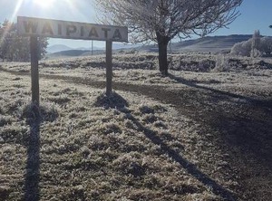 Tussock Waipiata | Waipiata