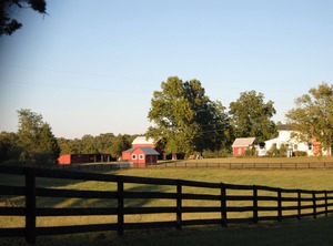 Cottage Acre Cattle Farm | Ridge