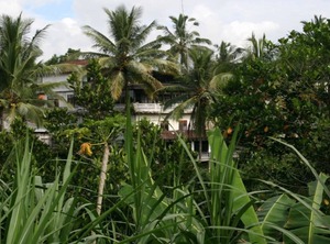Ubud Rice Terrace Jungle Rainforest | Sebatu