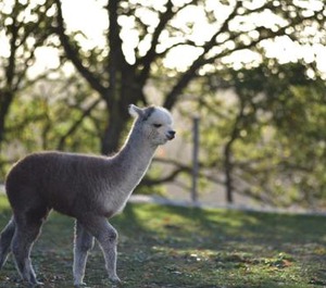 Agriturismo Il Beccafico 