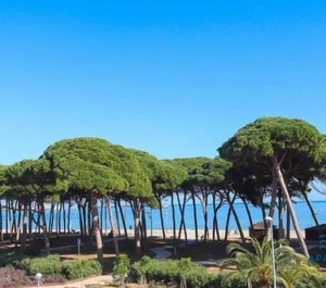 La Pineda 