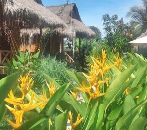 Bird Of Paradise Bungalows 