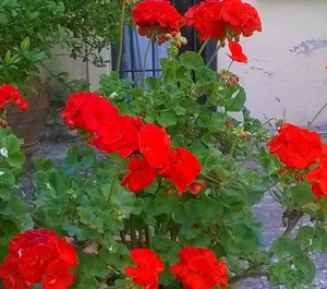 Hilltop Paradise Cottage Stone Throw Florence 