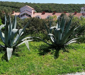 Duga Uvala 
