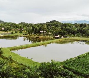 Kampung Bongsu Farm Stay 
