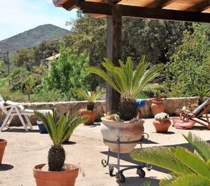 Cycas 