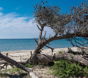 Mare Verde Follonica Persons 