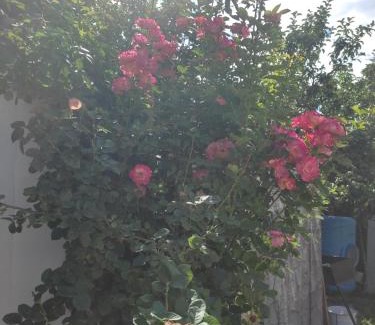 Cholpon-Ata Bed & Breakfast | Кут