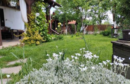 Transcarpathia Apartment | Садиба-студіо Під вишнею