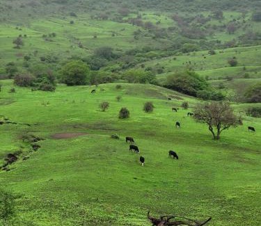Dhofar Governorate Villa | فيلا رابية جرثنوت