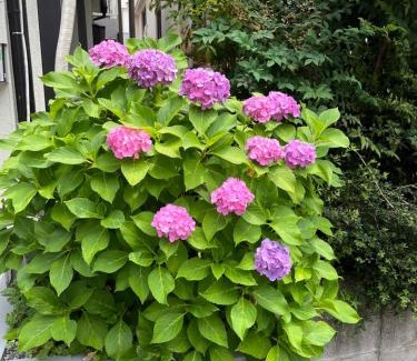 Nishiikebukuro Villa | 西池袋之家