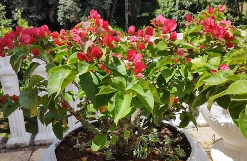 Itaipava Cottage | 1 bedroom country house, Itaipava