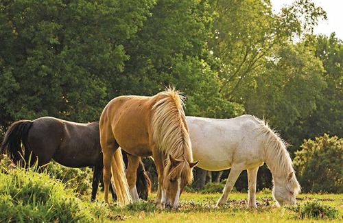 New Forest District House | 2 bedroom accommodation in Godshill, Fordingbridge