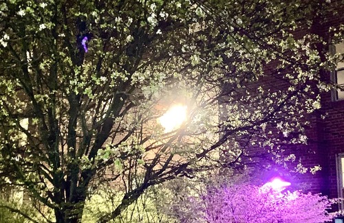 Lindenwood Park Condo | 3,400sq ft 5 Bedroom Condo Sleeps up to 10