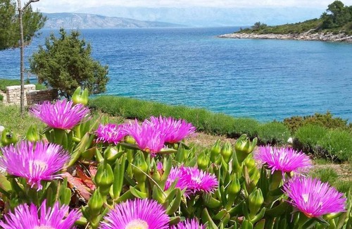 Cove Basina (Jelsa) Apartment | 40 m² Apartment ∙ 1 bedroom ∙ 3 guests