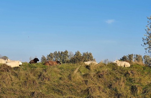 Wangerland House | 9 Norderney - Hotel Deichinsel