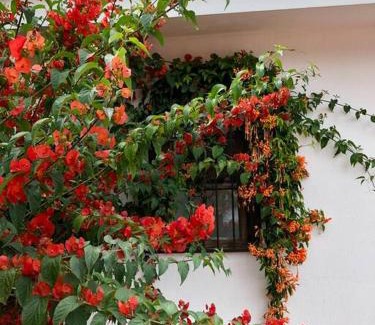 Antigua Guatemala House | A home in the heart of Antigua