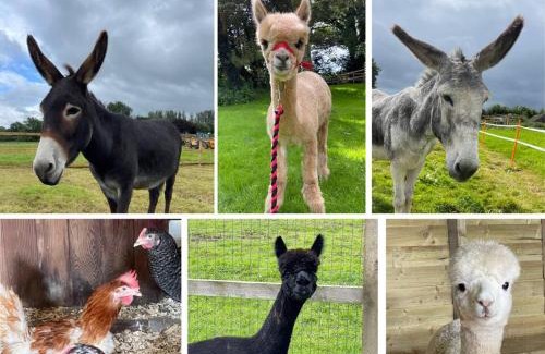 East Horrington Apartment | A spacious rural apartment with alpacas to enjoys