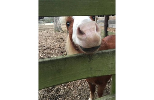 Ooltewah House | A1–Avion 1 at Hidden Hills Farm & Saddle Club