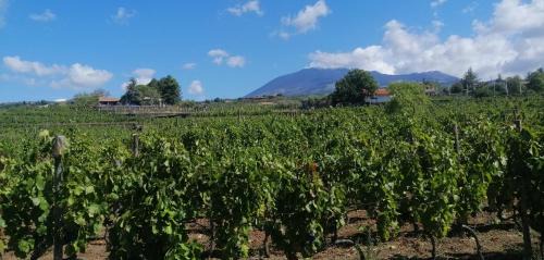 Santa Maria di Licodia Bed & Breakfast | Agriturismo Travaglianti Alloggio Etna