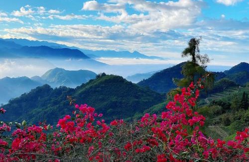 Fanlu House | Alishan Tea Garden B&B