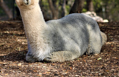Spring Branch House | Alpaca Experience Tours at Spross Hollow Guest House