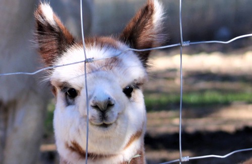 Spring Branch House | Alpaca Experience Tours at Spross Hollow Guest House