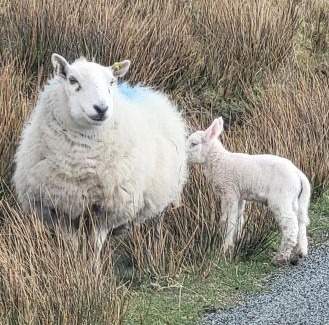 Staffin Bed & Breakfast | An Cnoc Bed & Breakfast