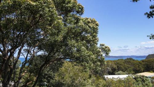 Killcare House | Anthonys Treehouse by the Beach