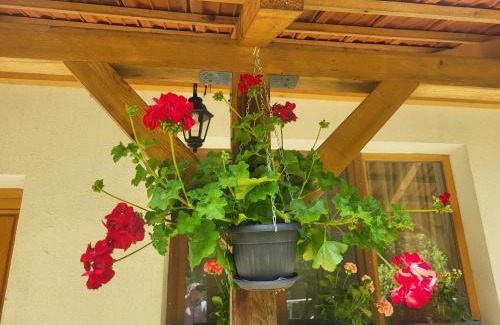 Stara Planina Apartment | Antić apartmani Stara planina
