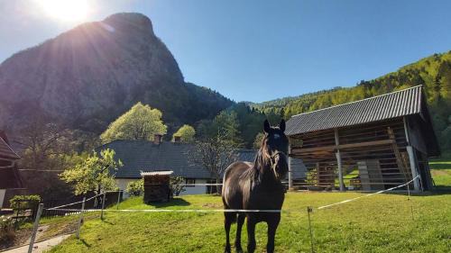 Studor Apartment | Apartmaji Pekovec Bohinj