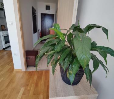 Medijana Apartment | Apartman Aleksic