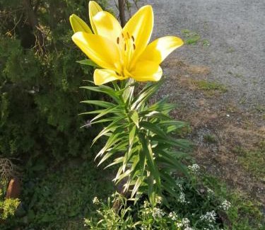 Mladenovac Apartment | Apartman Nebojša