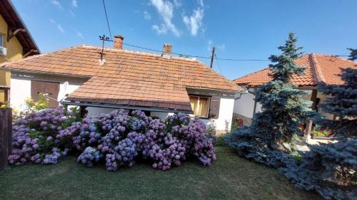Mladenovac Apartment | Apartman Nebojša