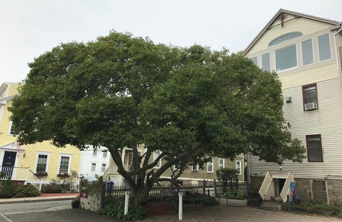 Yachting Village Bed & Breakfast | Artful Lodger