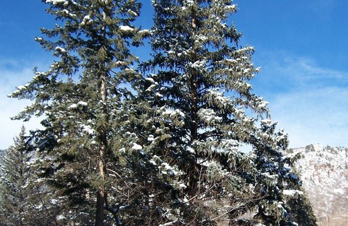 Manitou Springs Cabin | At the Springs Cabin: Walking Location-Charm-Extras Just for You!