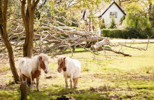 New Forest District Bed & Breakfast | Avalon House B&B