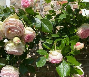 Vogelwaarde Bed & Breakfast | B&B de Tol