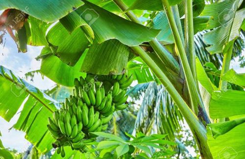 Moshi Apartment | Banana Grove Retreat