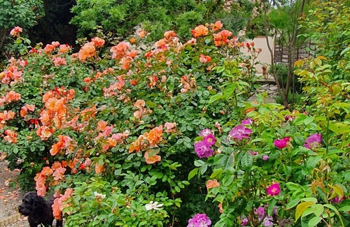 Cambieure Cottage | Beautiful 2 Bedroom Gite with own private garden in Quiet French Village