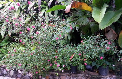 Gordon Town Cottage | Beautiful Cottage in the Blue Mountains from $90/Night/Guest