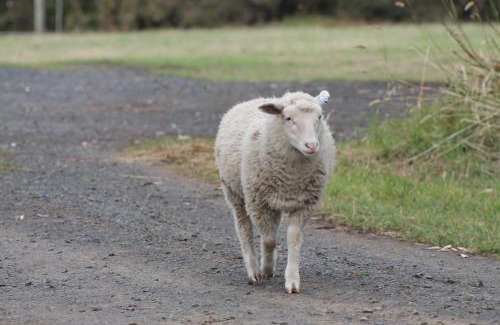 Ventnor House | Bimbadeen Phillip Island Farm Retreats